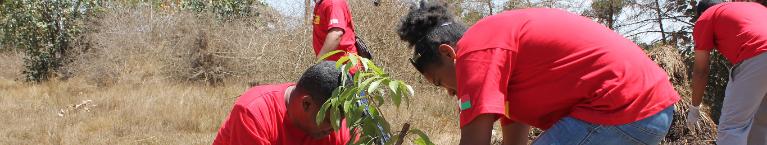 Two people in red shirts planting a tree.