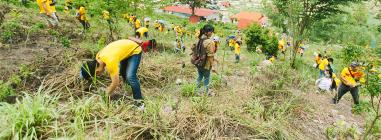 A group of people in yellow t-shirts planting trees on a steep hill