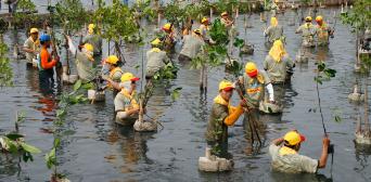 Volunteers planting trees in a swamped area. 