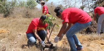 Two men in red DHL t-shirts planting a young tree.